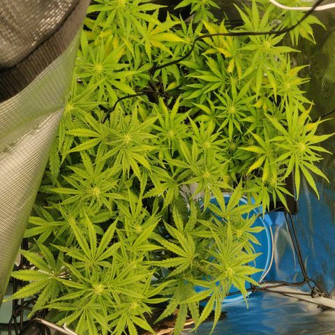 Gorilla cookies auto - seed stocker #2 growlog timeline photo