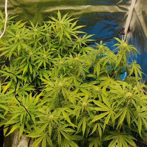 Gorilla cookies auto - seed stocker #2 growlog timeline photo
