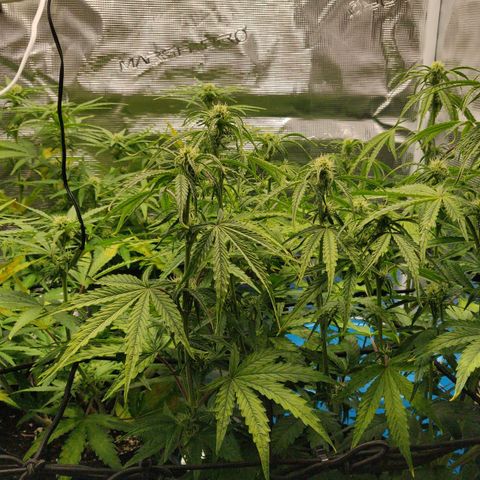 Gorilla cookies auto - seed stocker #2 growlog timeline photo