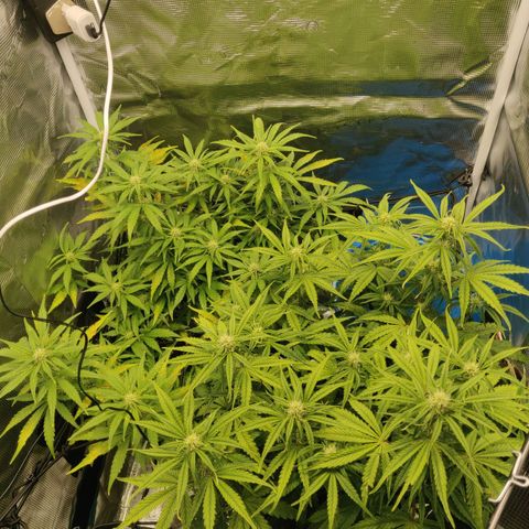 Gorilla cookies auto - seed stocker #2 growlog timeline photo