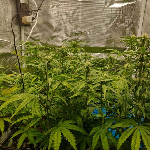 Gorilla cookies auto - seed stocker #2 growlog timeline photo