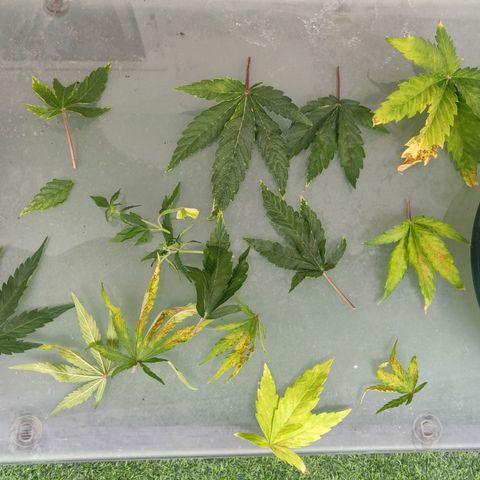 Gorilla cookies auto - seed stocker #2 growlog timeline photo