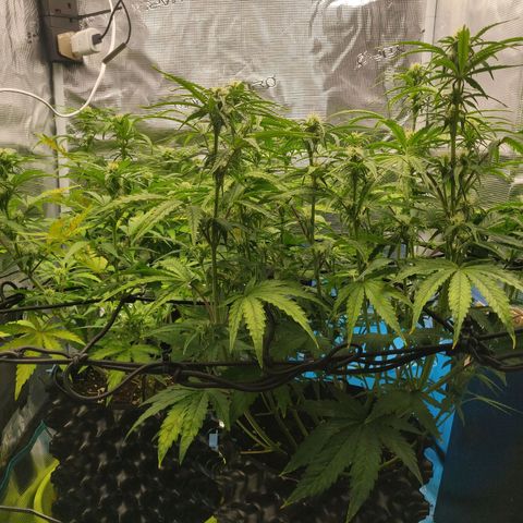 Gorilla cookies auto - seed stocker #2 growlog timeline photo