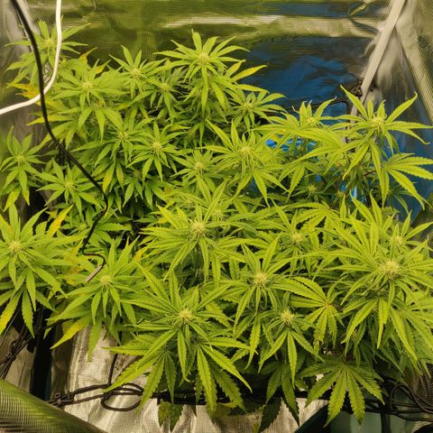Gorilla cookies auto - seed stocker #2 growlog timeline photo