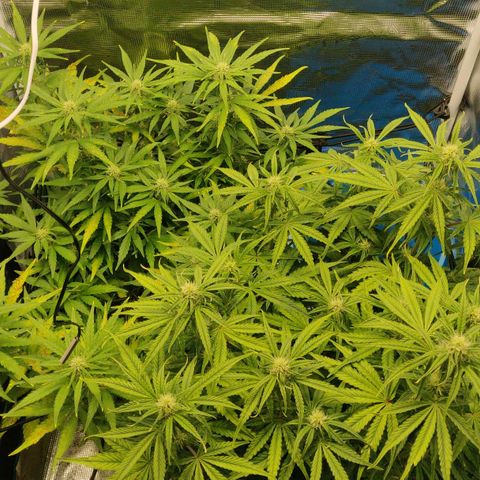Gorilla cookies auto - seed stocker #2 growlog timeline photo