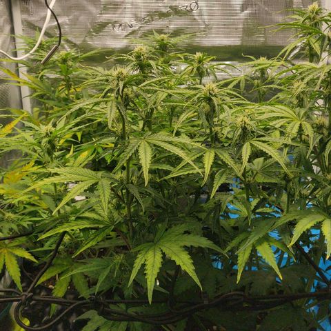 Gorilla cookies auto - seed stocker #2 growlog timeline photo