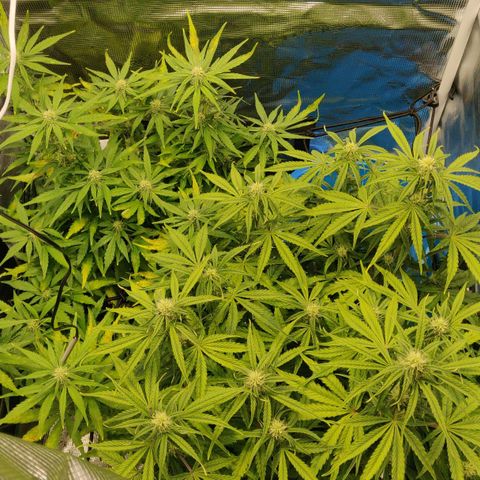 Gorilla cookies auto - seed stocker #2 growlog timeline photo