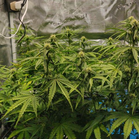 Gorilla cookies auto - seed stocker #2 growlog timeline photo