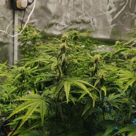 Gorilla cookies auto - seed stocker #2 growlog timeline photo