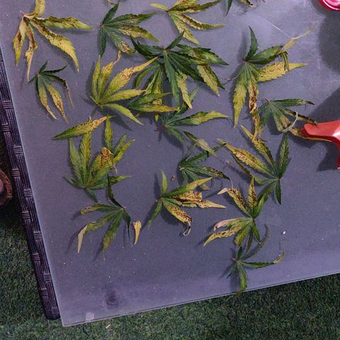 Gorilla cookies auto - seed stocker #2 growlog timeline photo