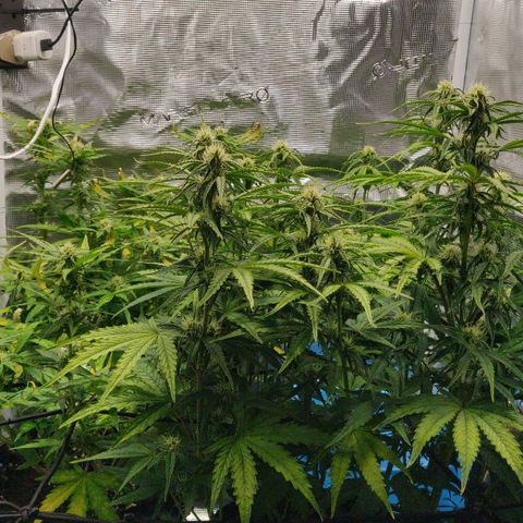 Gorilla cookies auto - seed stocker #2 growlog timeline photo