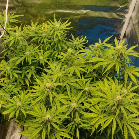 Gorilla cookies auto - seed stocker #2 growlog timeline photo