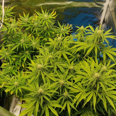 Gorilla cookies auto - seed stocker #2 growlog timeline photo
