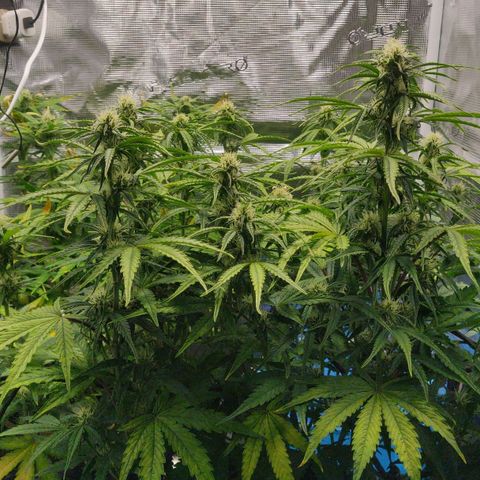 Gorilla cookies auto - seed stocker #2 growlog timeline photo