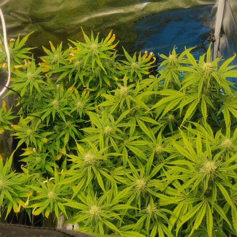 Gorilla cookies auto - seed stocker #2 growlog timeline photo
