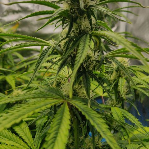 Gorilla cookies auto - seed stocker #2 growlog timeline photo