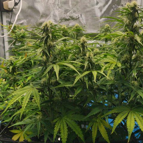 Gorilla cookies auto - seed stocker #2 growlog timeline photo