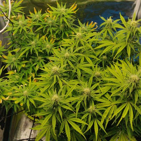 Gorilla cookies auto - seed stocker #2 growlog timeline photo
