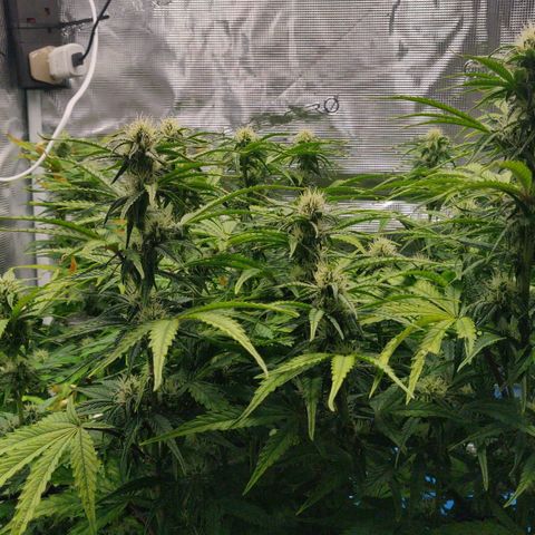 Gorilla cookies auto - seed stocker #2 growlog timeline photo
