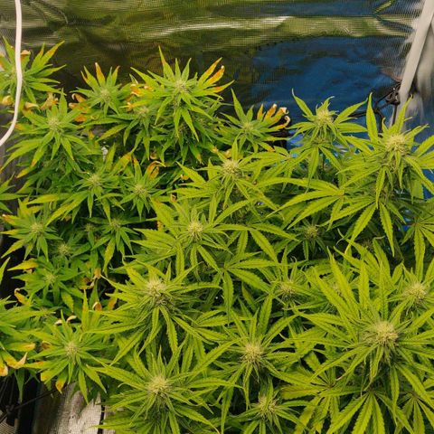 Gorilla cookies auto - seed stocker #2 growlog timeline photo