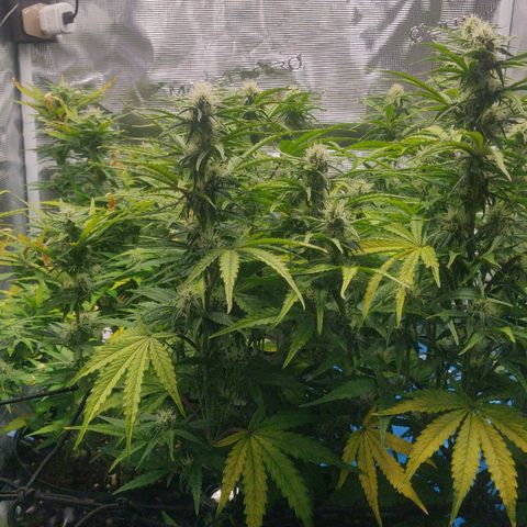 Gorilla cookies auto - seed stocker #2 growlog timeline photo