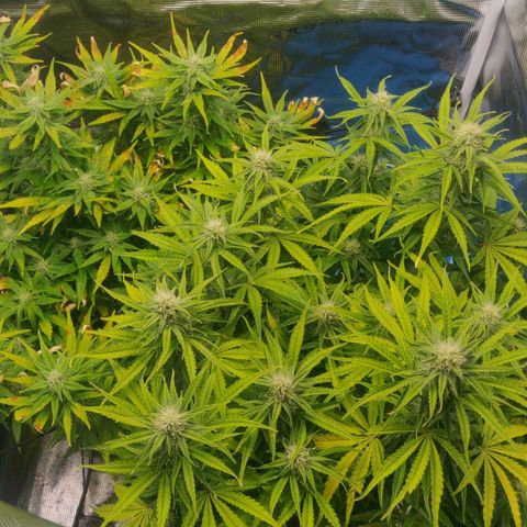Gorilla cookies auto - seed stocker #2 growlog timeline photo