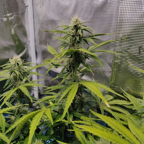 Gorilla cookies auto - seed stocker #2 growlog timeline photo