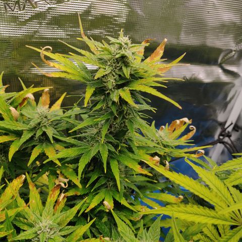 Gorilla cookies auto - seed stocker #2 growlog timeline photo