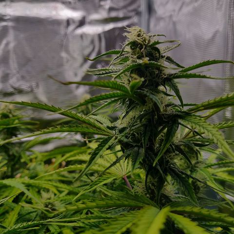 Gorilla cookies auto - seed stocker #2 growlog timeline photo