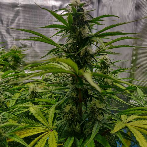 Gorilla cookies auto - seed stocker #2 growlog timeline photo