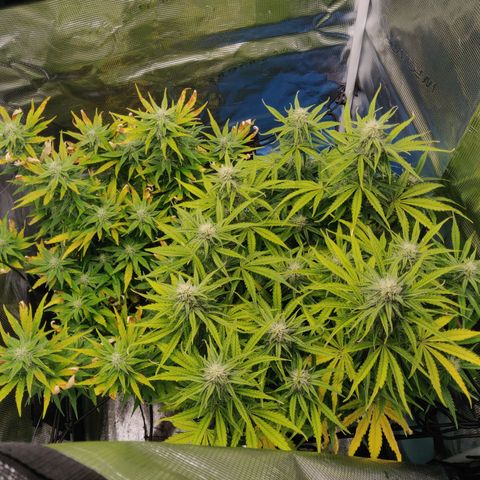Gorilla cookies auto - seed stocker #2 growlog timeline photo