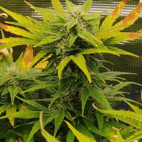 Gorilla cookies auto - seed stocker #2 growlog timeline photo