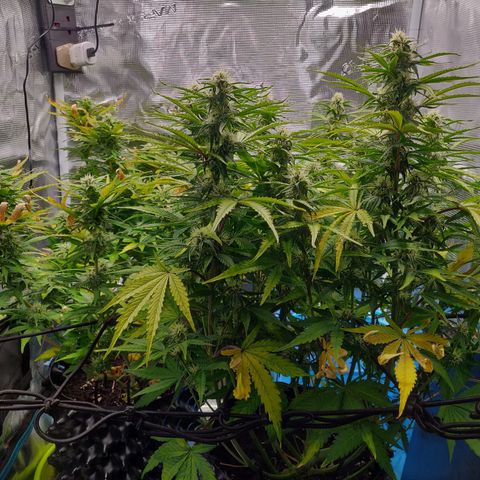 Gorilla cookies auto - seed stocker #2 growlog timeline photo