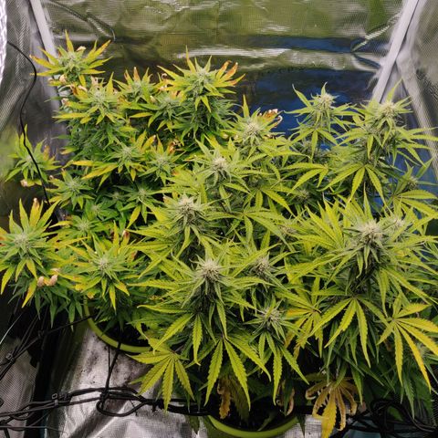 Gorilla cookies auto - seed stocker #2 growlog timeline photo