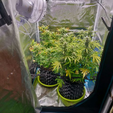 Gorilla cookies auto - seed stocker #2 growlog timeline photo