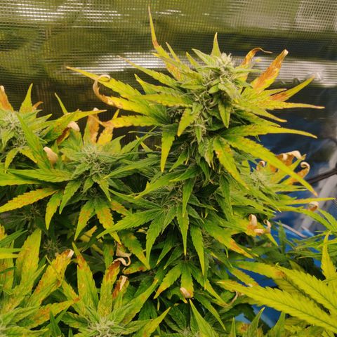 Gorilla cookies auto - seed stocker #2 growlog timeline photo