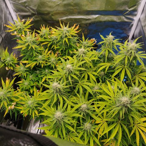 Gorilla cookies auto - seed stocker #2 growlog timeline photo