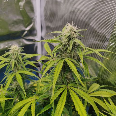 Gorilla cookies auto - seed stocker #2 growlog timeline photo