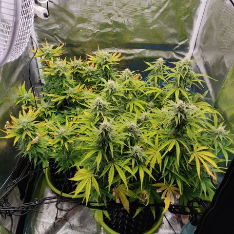 Gorilla cookies auto - seed stocker #2 growlog timeline photo