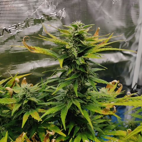 Gorilla cookies auto - seed stocker #2 growlog timeline photo