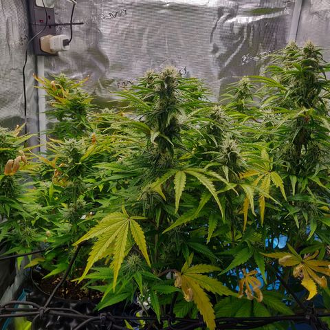 Gorilla cookies auto - seed stocker #2 growlog timeline photo