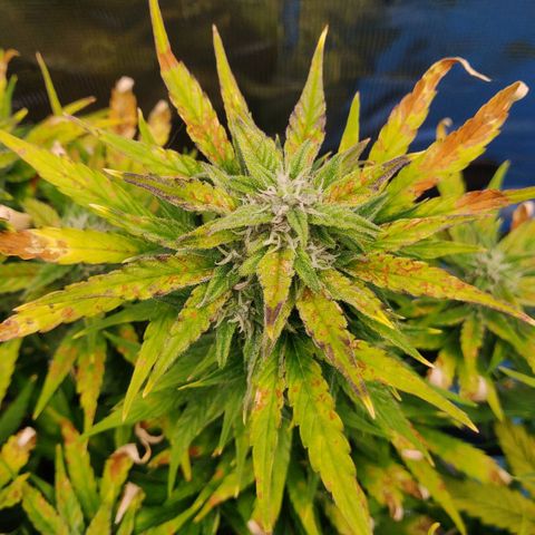 Gorilla cookies auto - seed stocker #2 growlog timeline photo