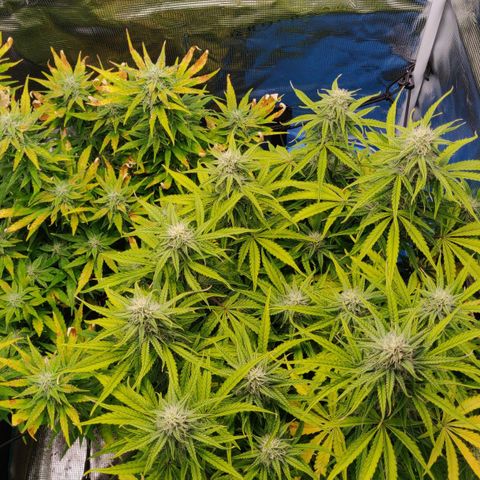 Gorilla cookies auto - seed stocker #2 growlog timeline photo