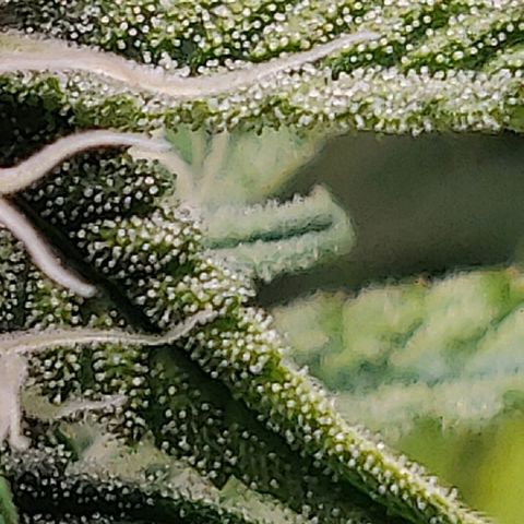 Gorilla cookies auto - seed stocker #2 growlog timeline photo