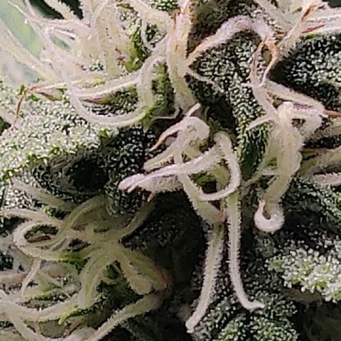 Gorilla cookies auto - seed stocker #2 growlog timeline photo
