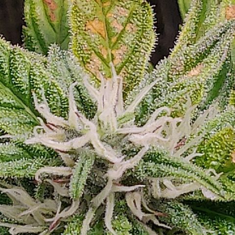 Gorilla cookies auto - seed stocker #2 growlog timeline photo