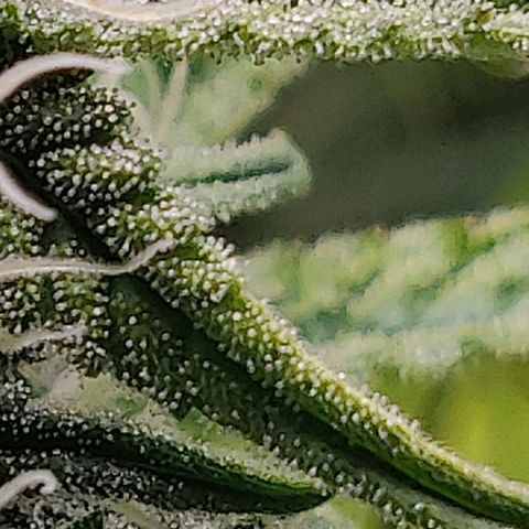 Gorilla cookies auto - seed stocker #2 growlog timeline photo