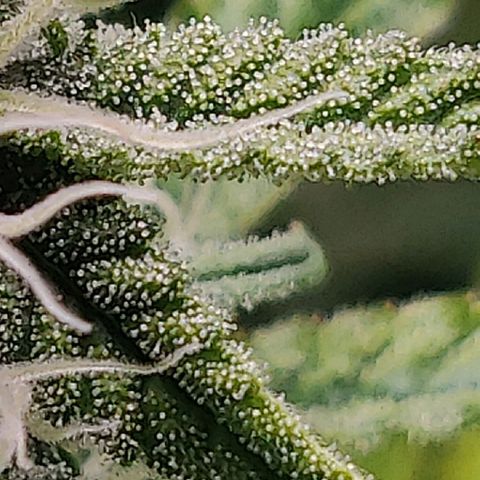 Gorilla cookies auto - seed stocker #2 growlog timeline photo