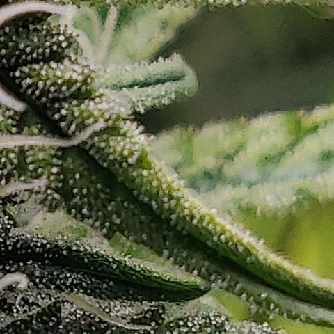 Gorilla cookies auto - seed stocker #2 growlog timeline photo