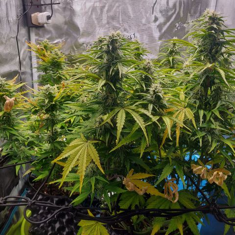 Gorilla cookies auto - seed stocker #2 growlog timeline photo